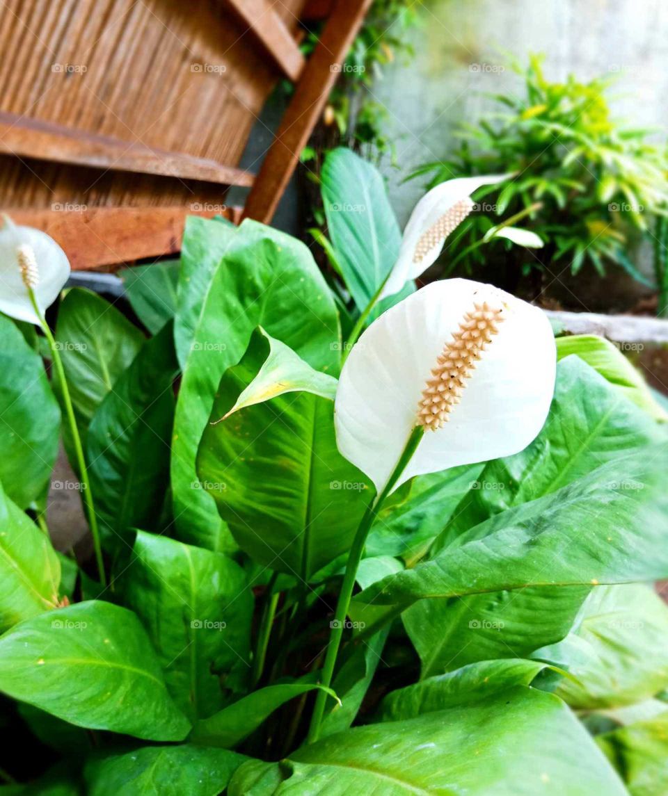 This heart-shaped flower is called Anthurium (tailflower). This tropical plant is native to the Americas. It's known as a symbol of hospitality because it adapts anywhere. I've read that it has air purifying qualities that reduces harmful gases.👍