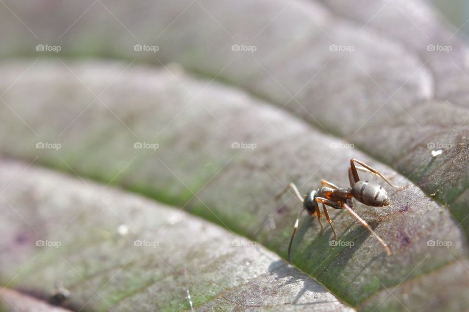 Ant On A Leaf