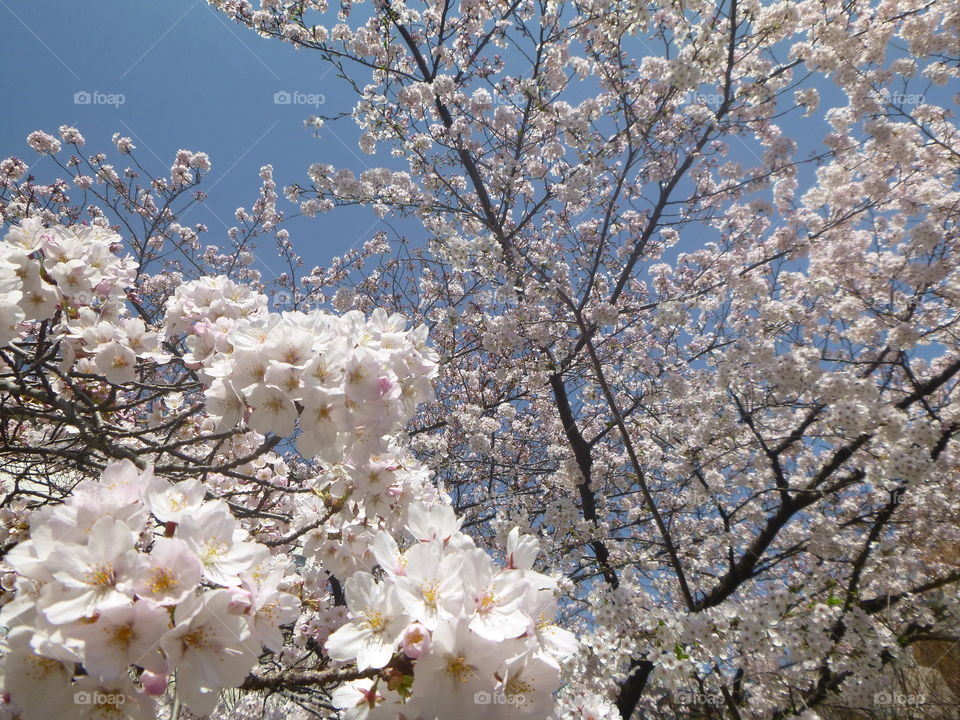 Cherry blossoms. Cherry blossoms in full bloom!!