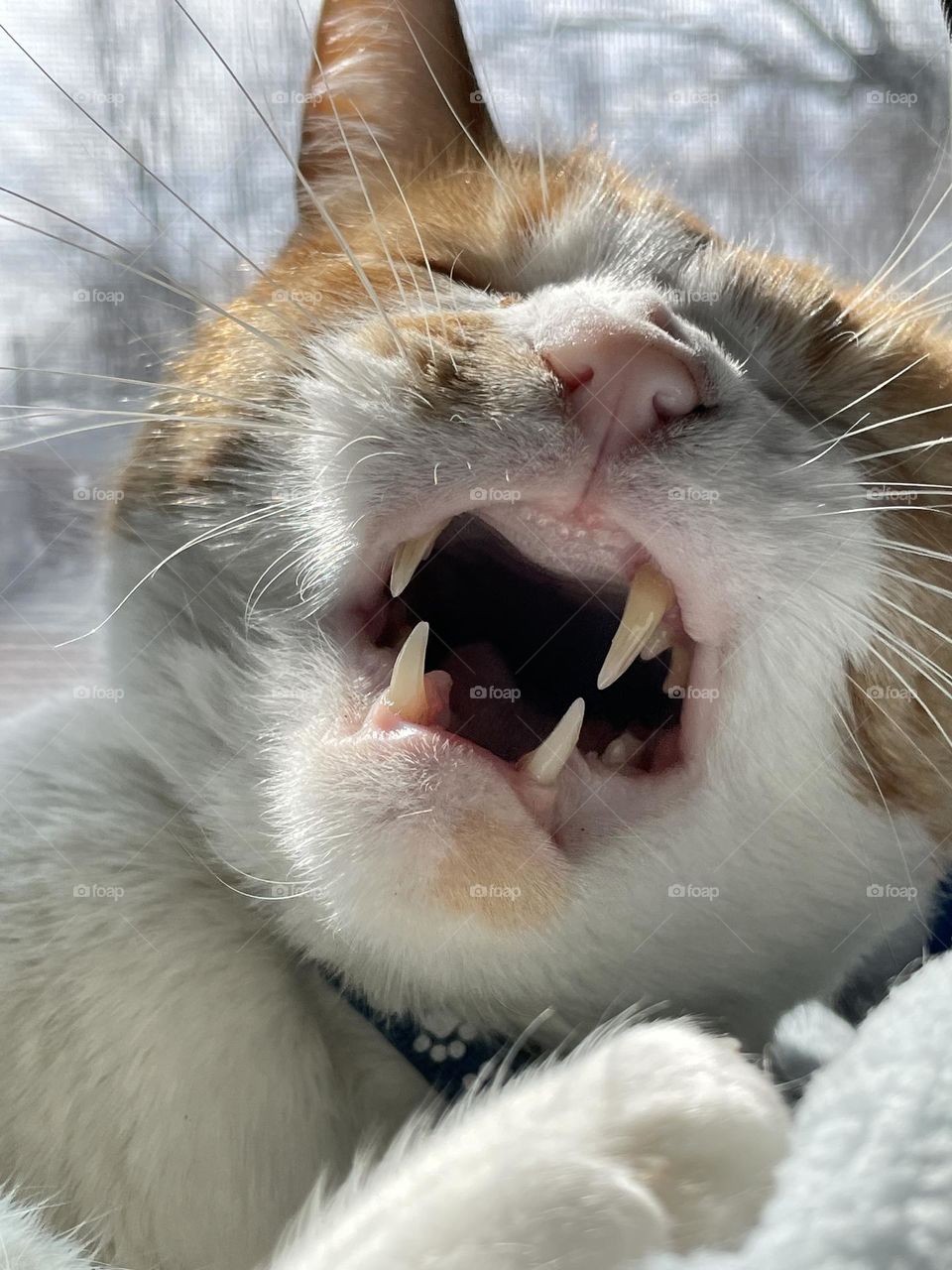 A cat’s yawn, soon to become a sneeze. 