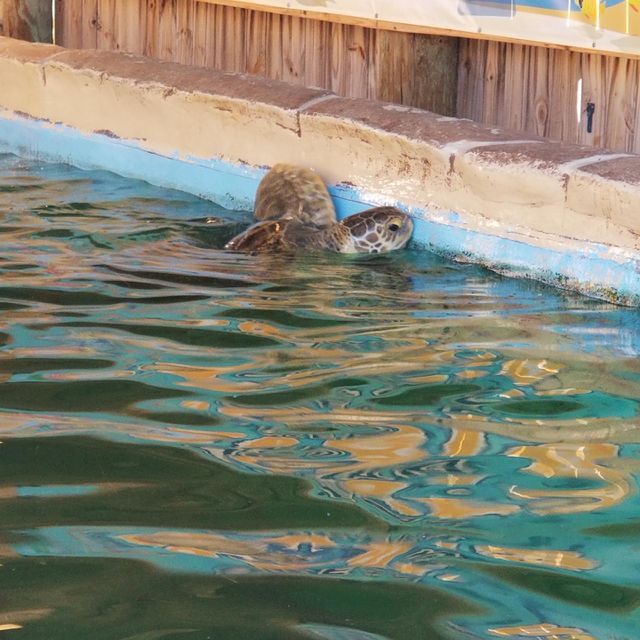 Big Turtle