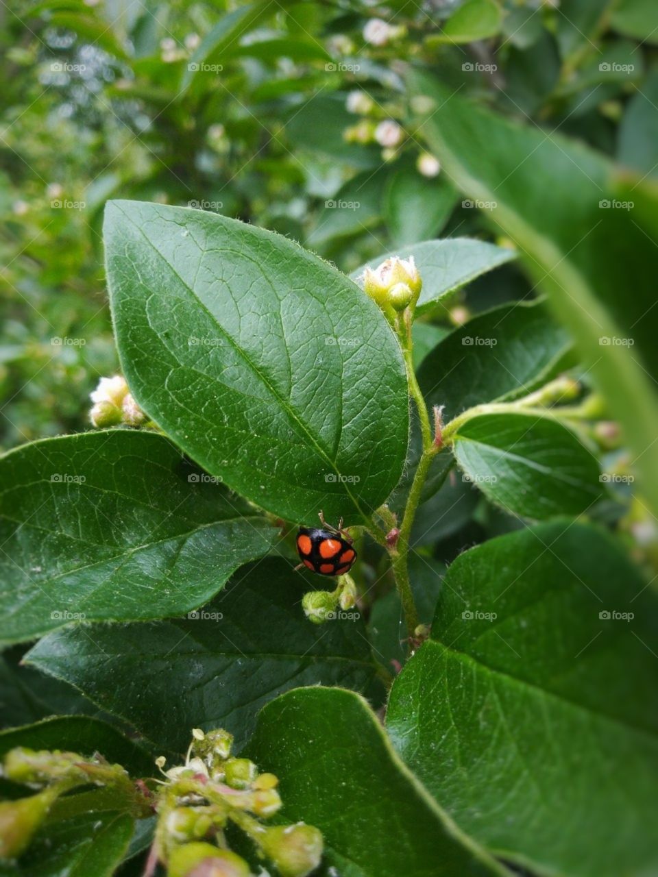 ladybug running away from paparazzi. plant. spring.