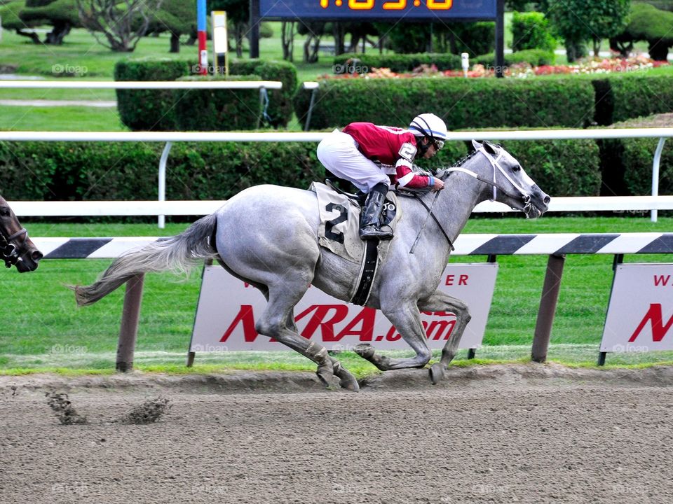 Just Wicked by Tapit. A 2yr-old roan filly by Tapit, winning her debut  race at Saratoga. 

zazzle.com/Fleetphoto 