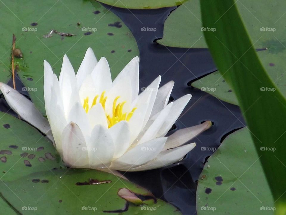 Waterlily flower