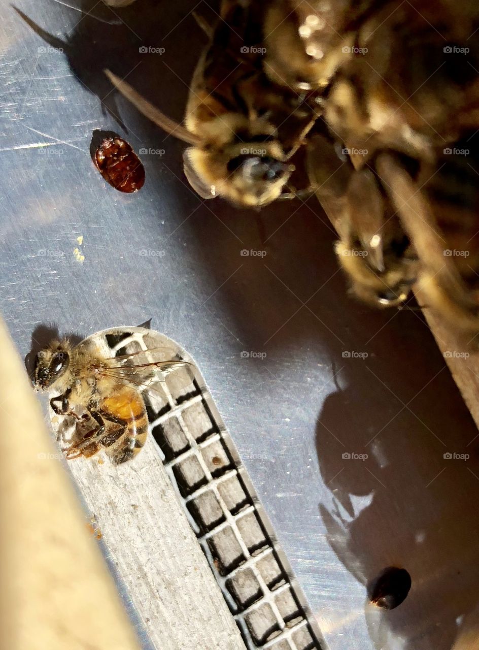 Small Hive Beetles, bees, beekeeping, thermal, treatment, mites, varroa, wood, metal, heat, hot, dead, dying