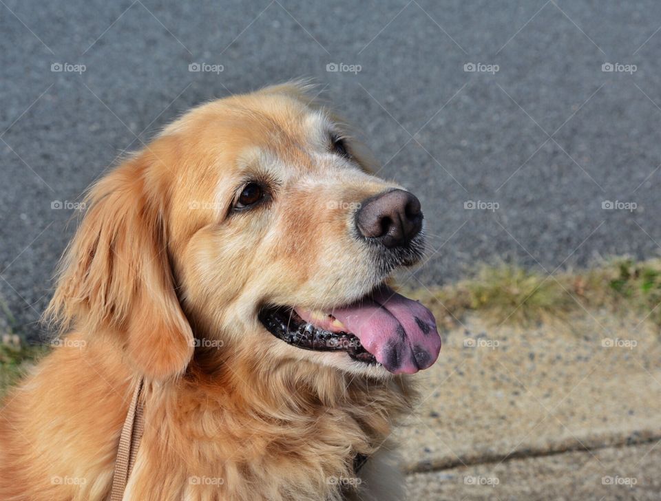 Golden retriever being very interested in a squirrel in a tree