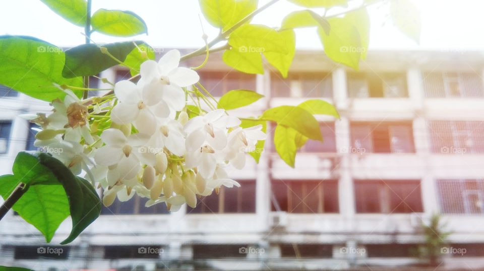 Beautiful white flowers with building background