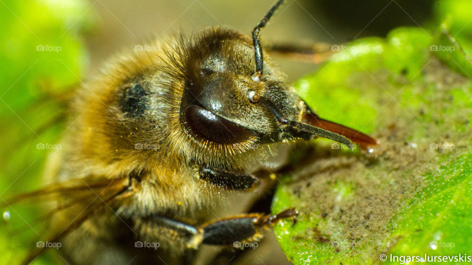 Bee 🐝