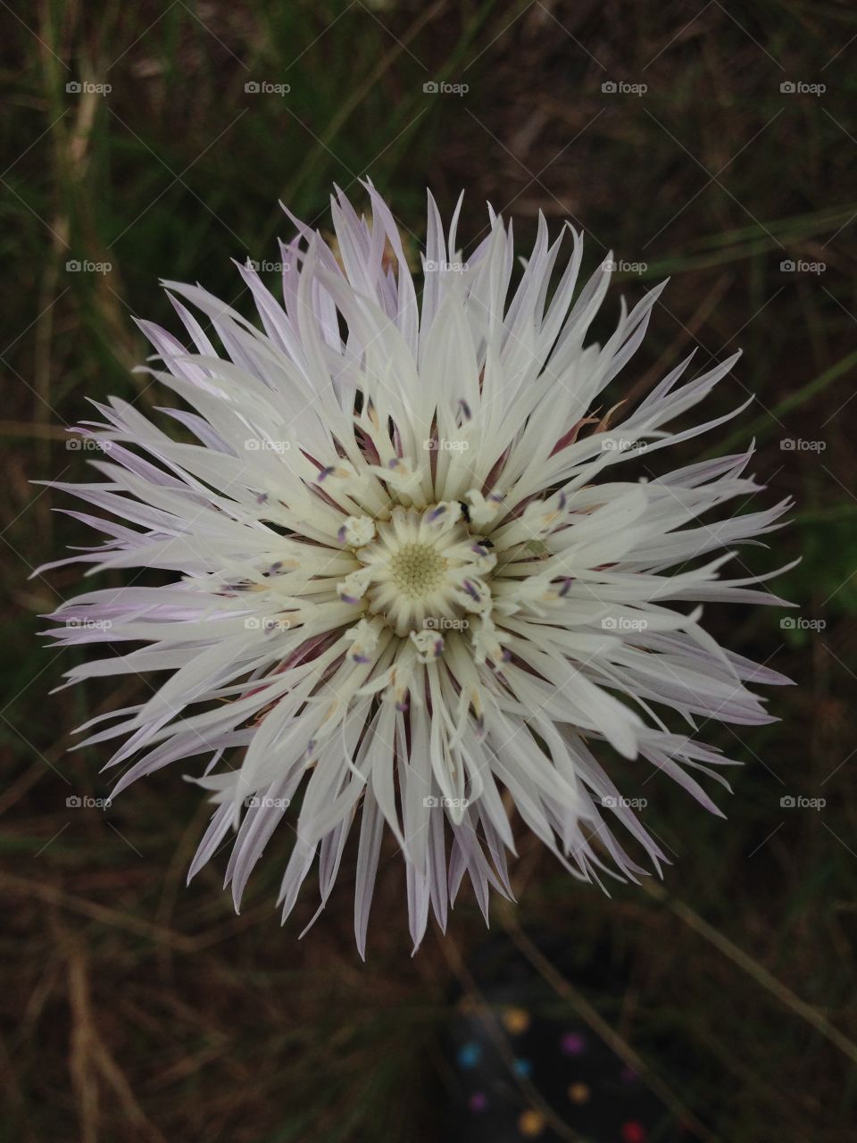 Flowy nature. Flower In a field