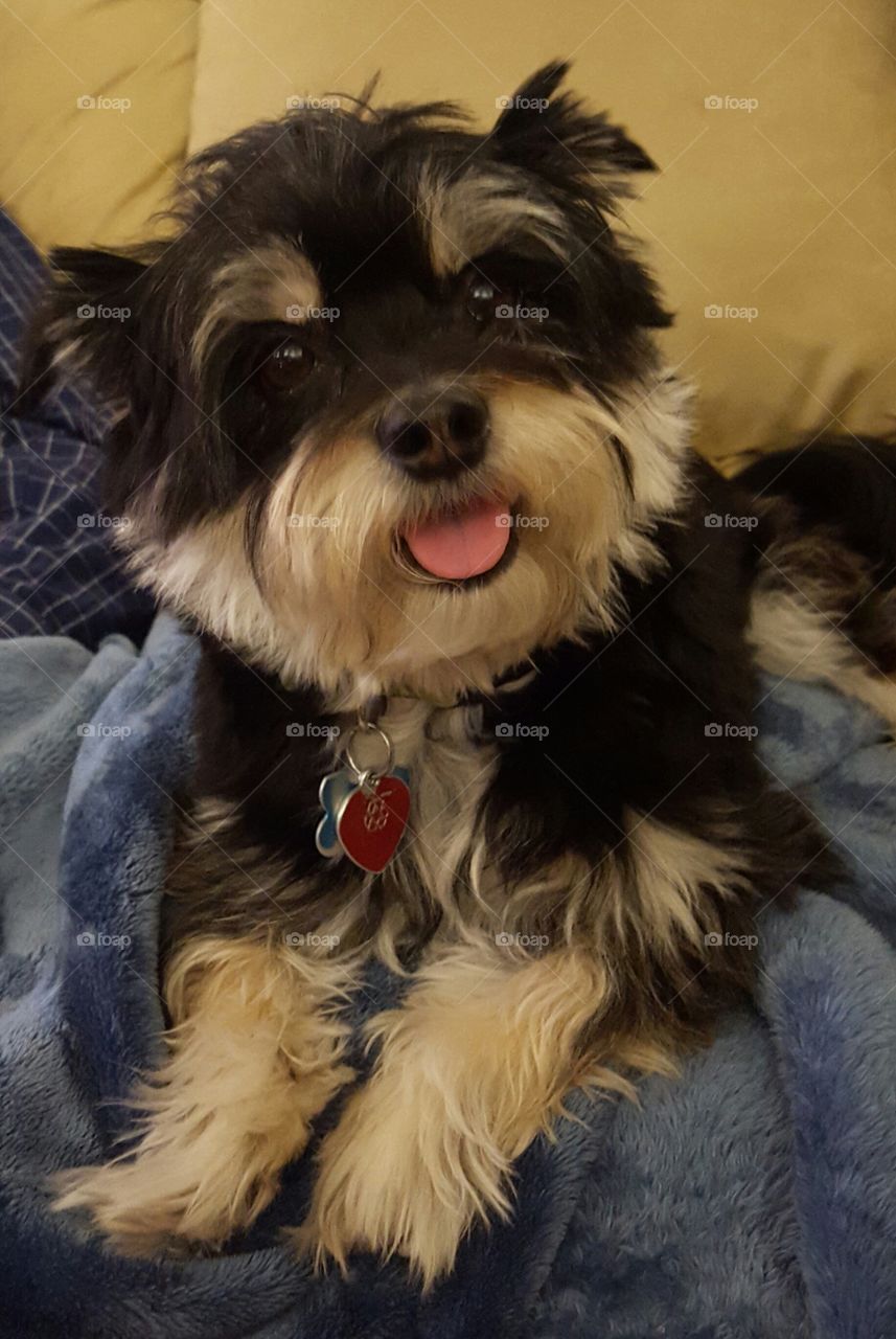 cute Morkie with eyebrows