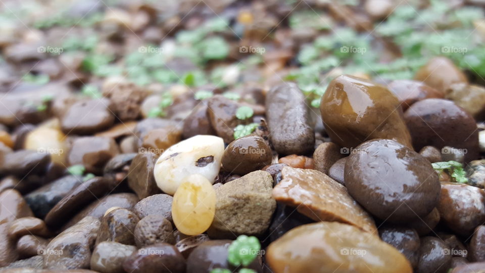 tiny plants green in winter