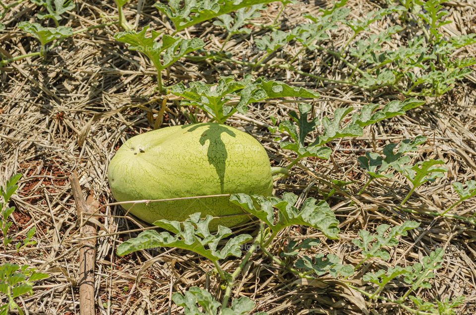 Watermelon In A Garden