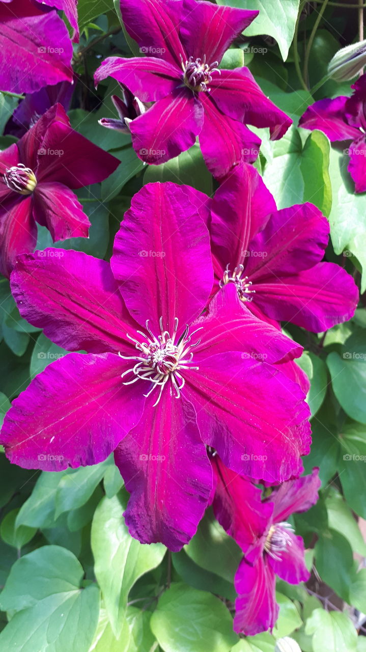 Clematis Rouge Cardinal Small Bloom Peeking from behind Large Bloom