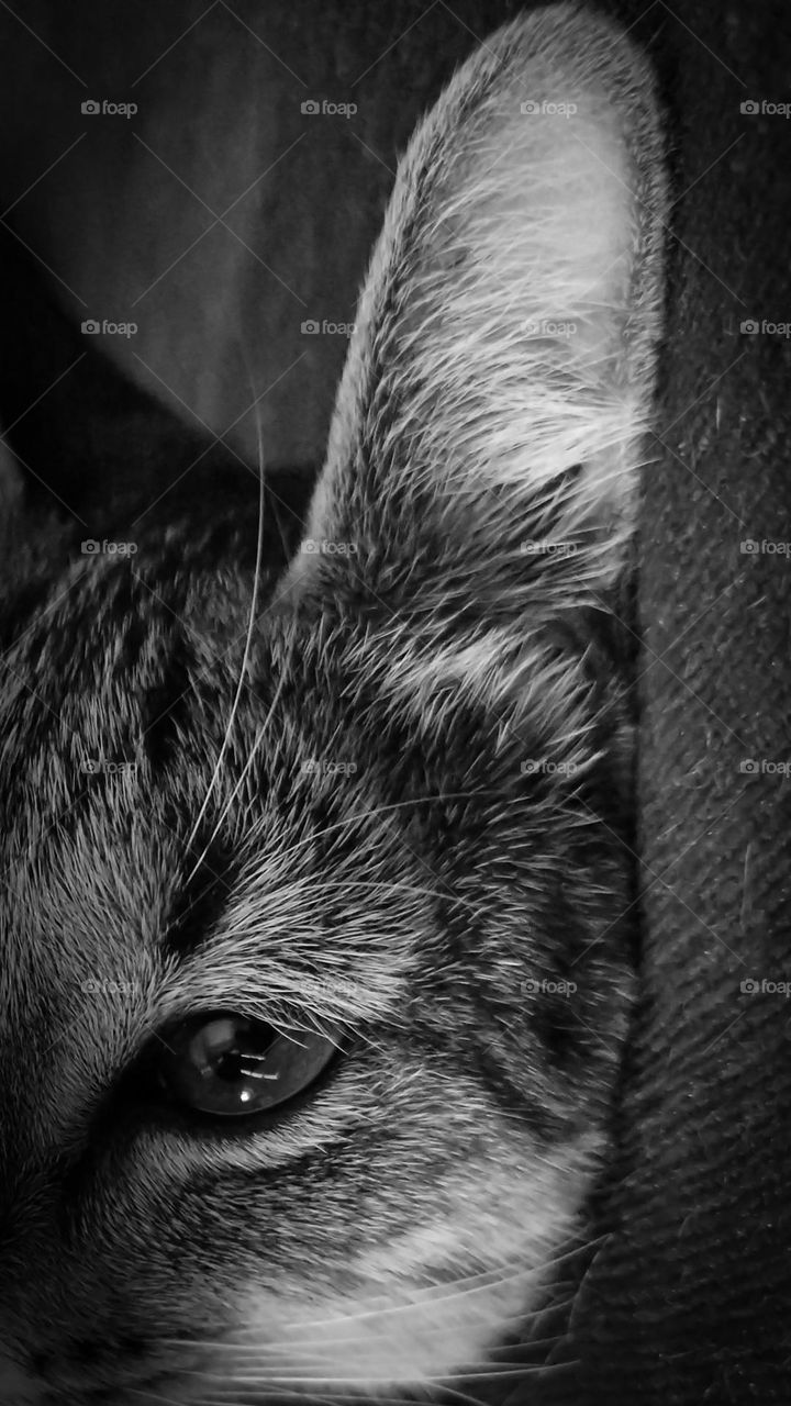 cat face ,black and white