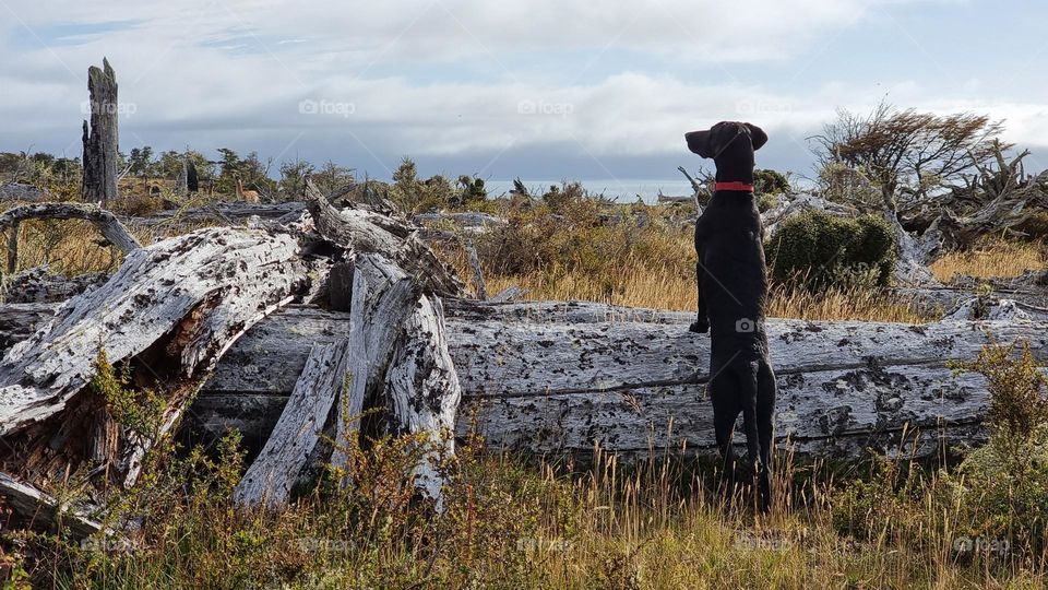 a dog leans on a large fallen log and watches the Guanacos on a wild landscape.