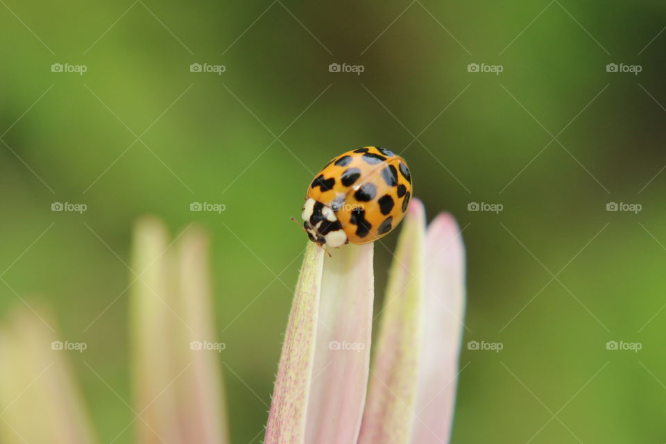 Ladybug 