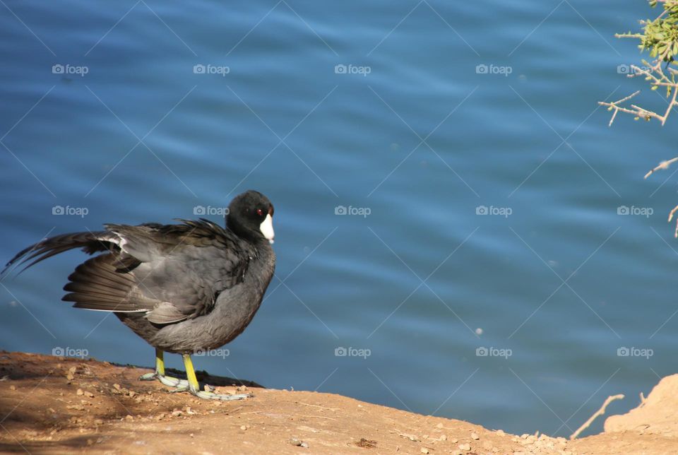 Coot on the Lakeshore