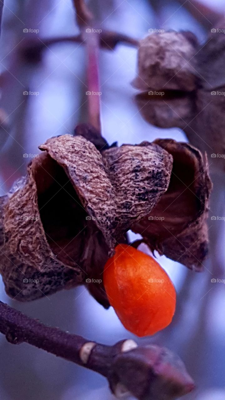 Fruit of the Euonymus.