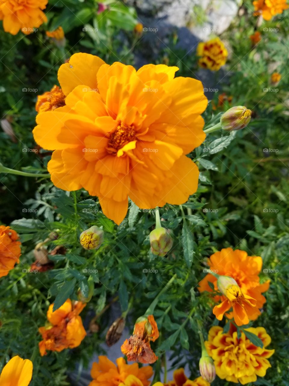 orange beauty