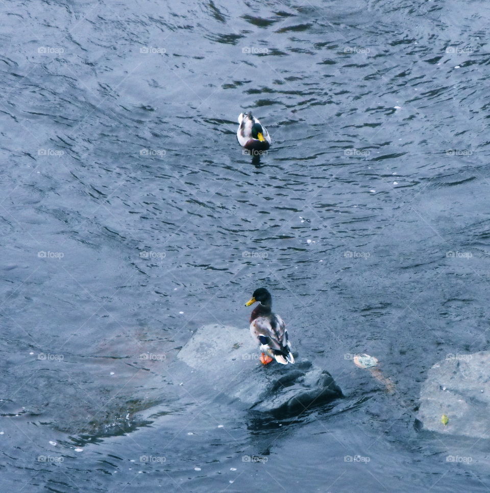 High angle view of ducks