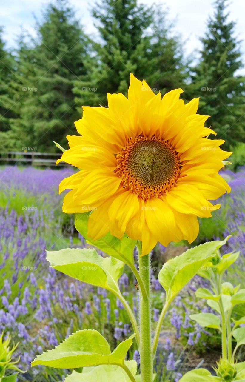 Happy Sunflowers