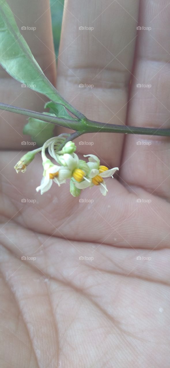 Flowers in the palms
