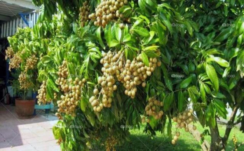 orchard of kelengkeng