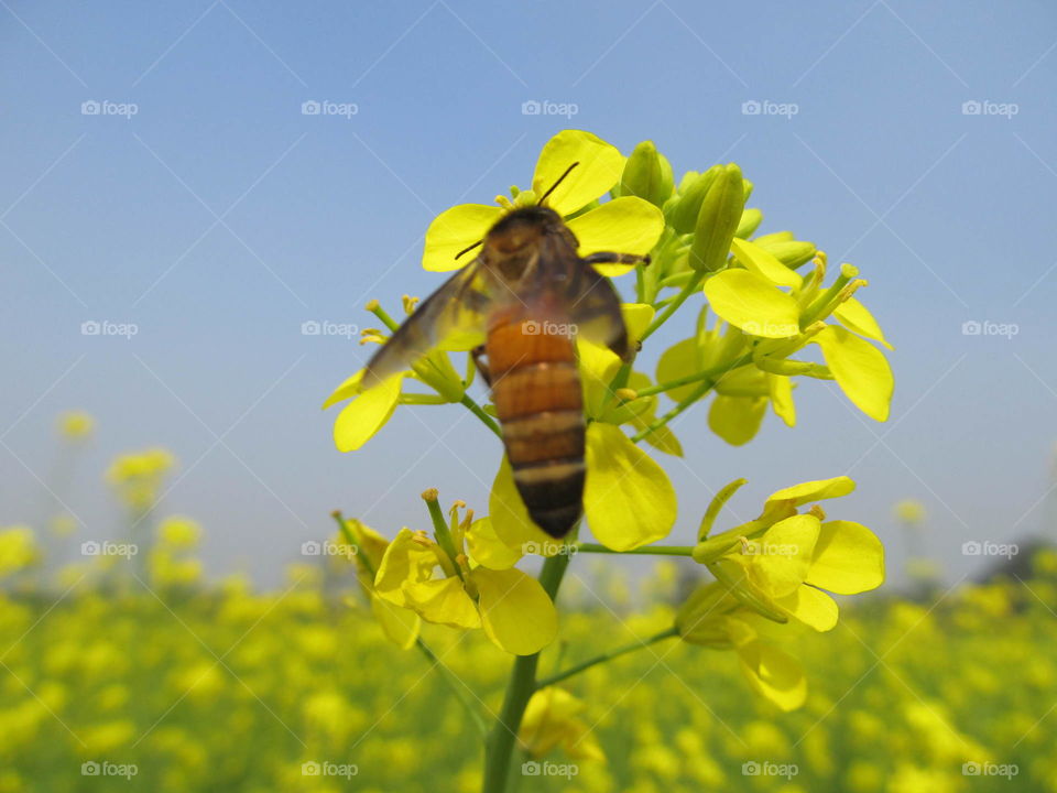 Bee on flower for collect honey.
