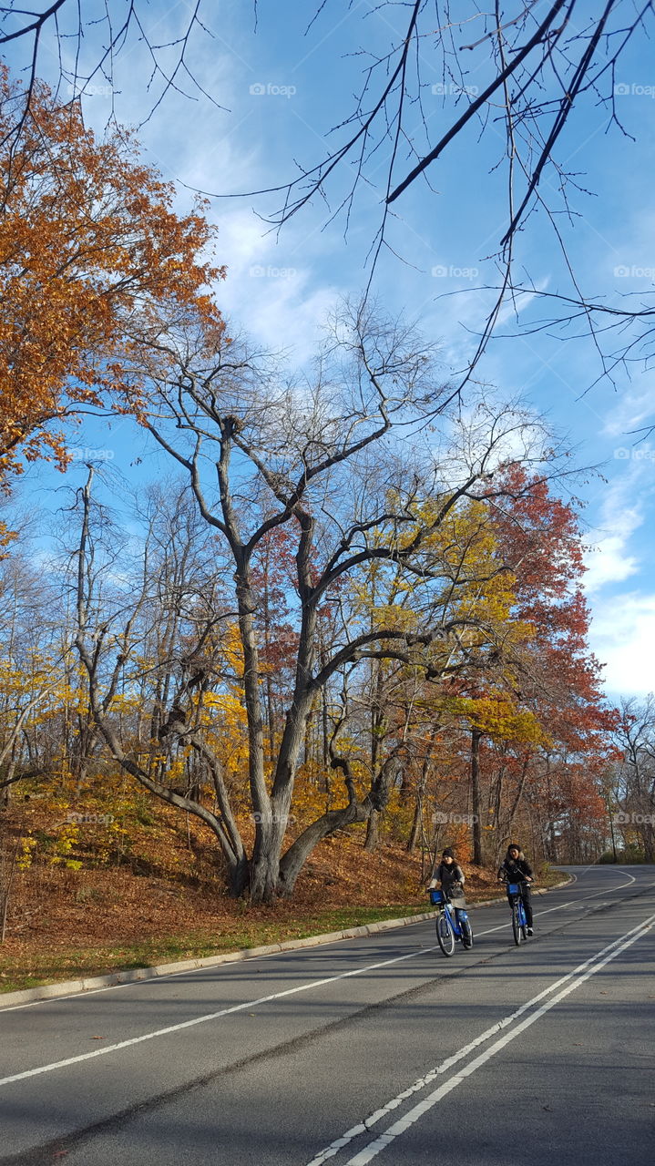 bikers riding path in central park new York during the fall