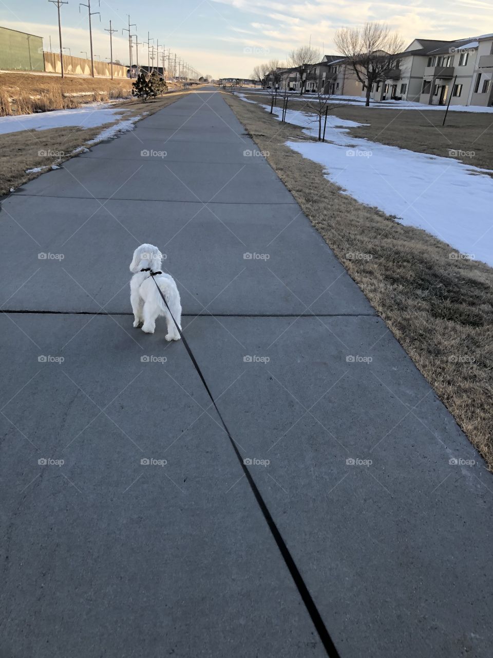 Dog walking around the neighborhood in a cold afternoon 