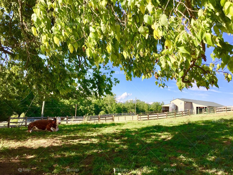 Cow on a farm sitting in the shade of a tree