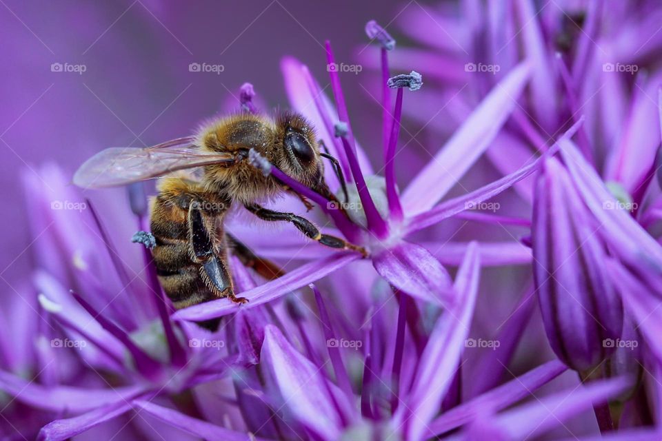 A bee at the purpule flower