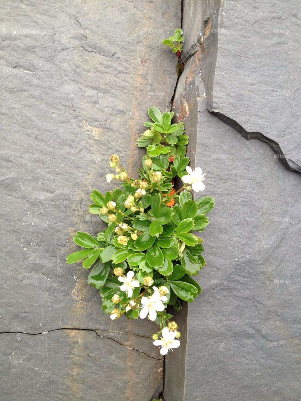 Close-up of small white flowers