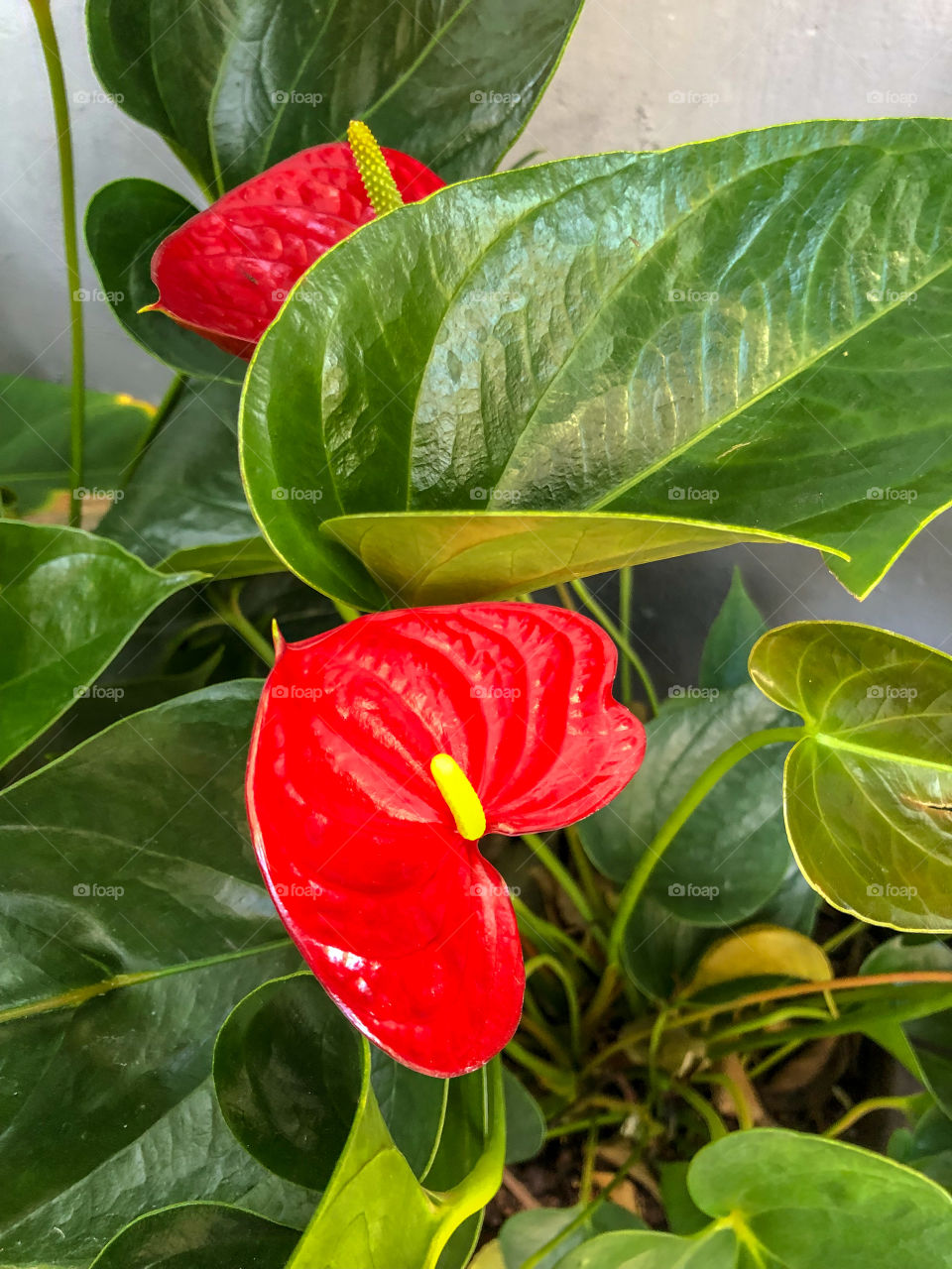 Anthurium