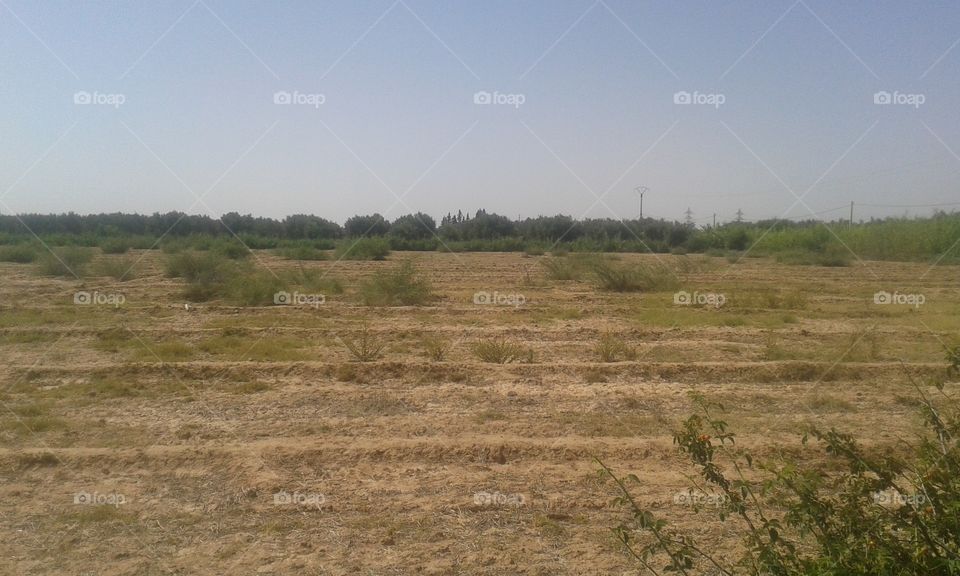 Landscape, No Person, Field, Tree, Agriculture