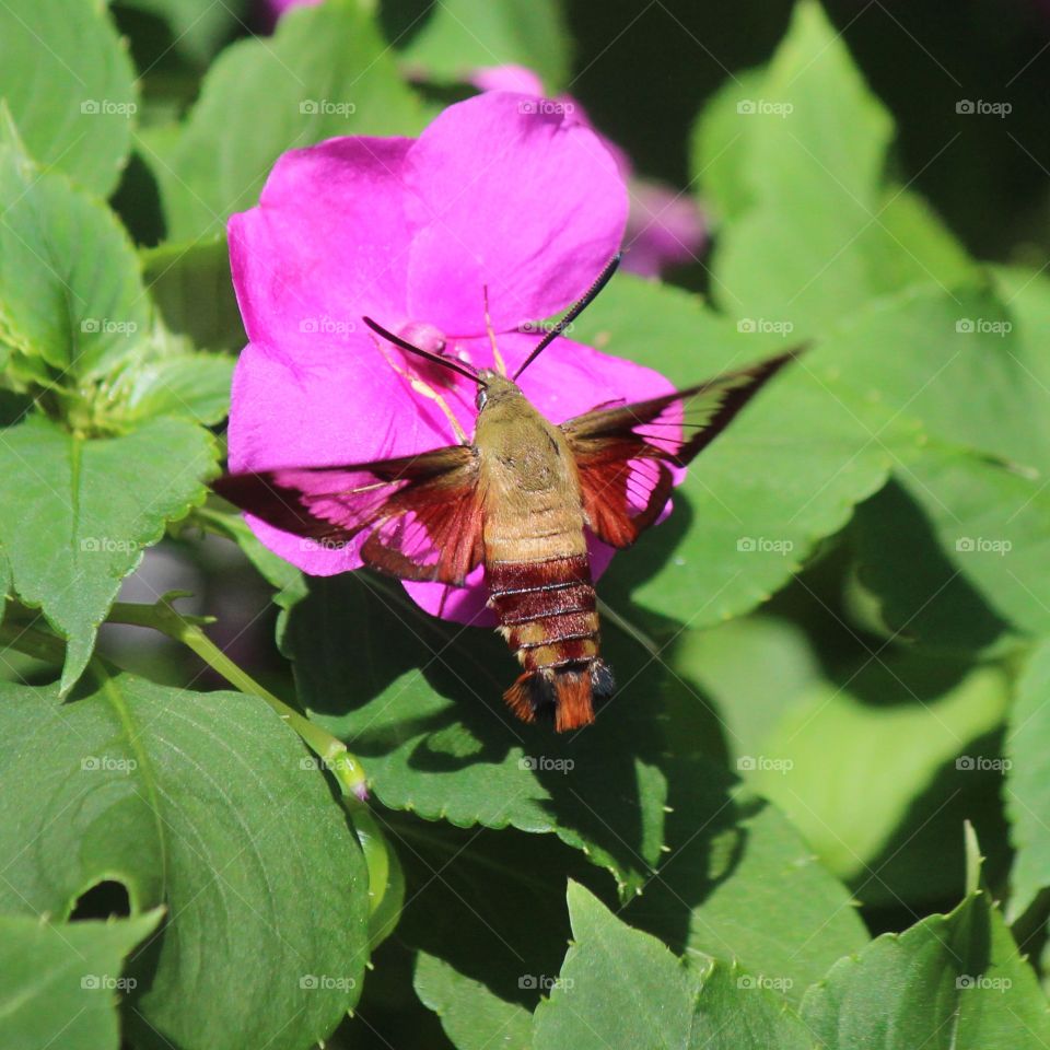 a hummingbird moth pollinating the vibrant impatiens, seen through the translucent wings, on a sunny summer day.