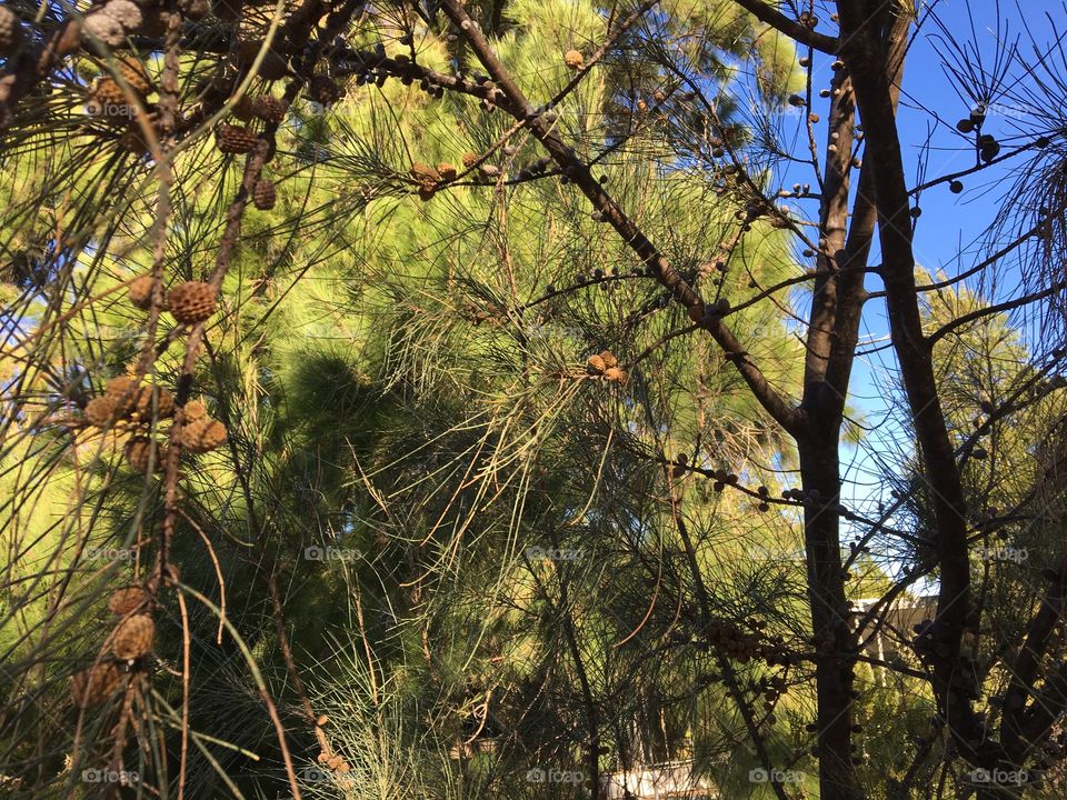 Close-up image of a pine tree.