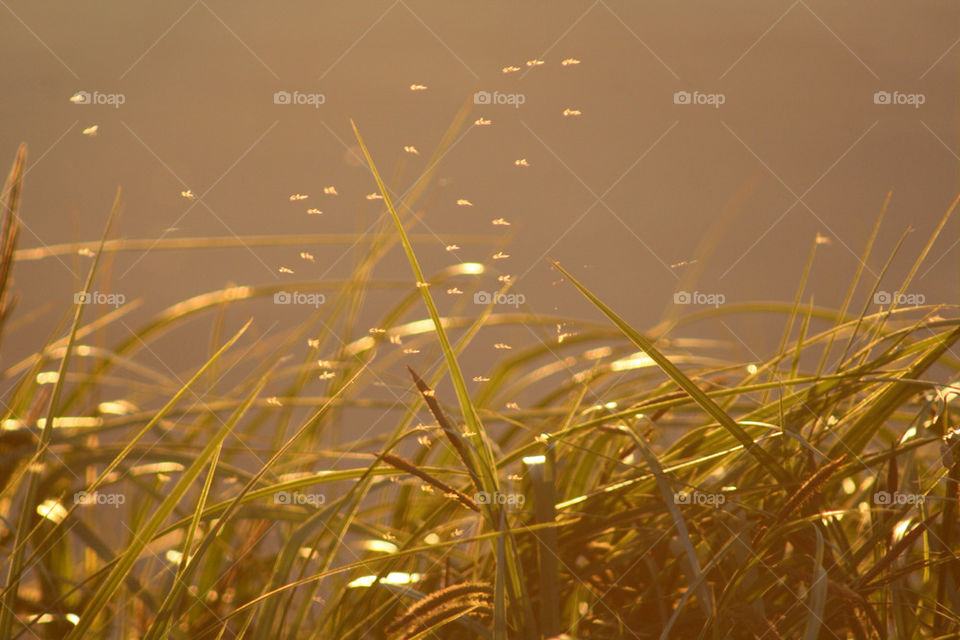 grass sun river riverside by mmcook