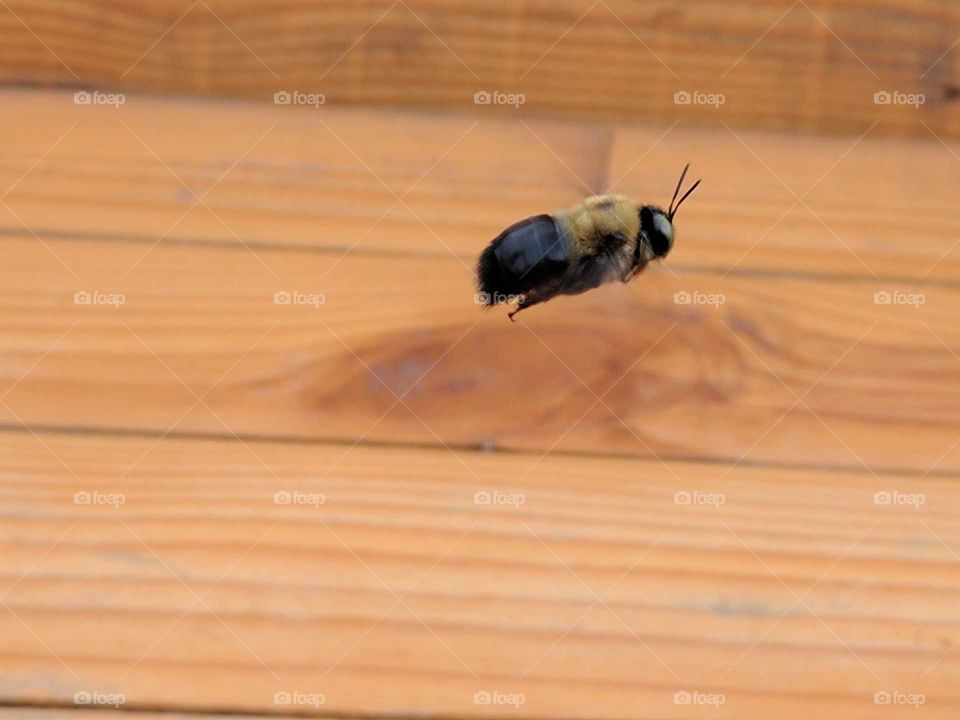 bee