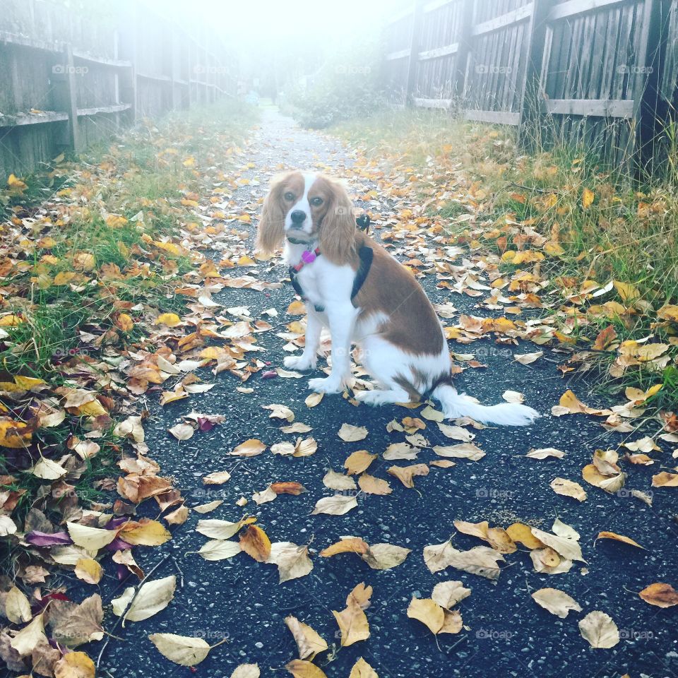 Lovely day for a walk in the leaves