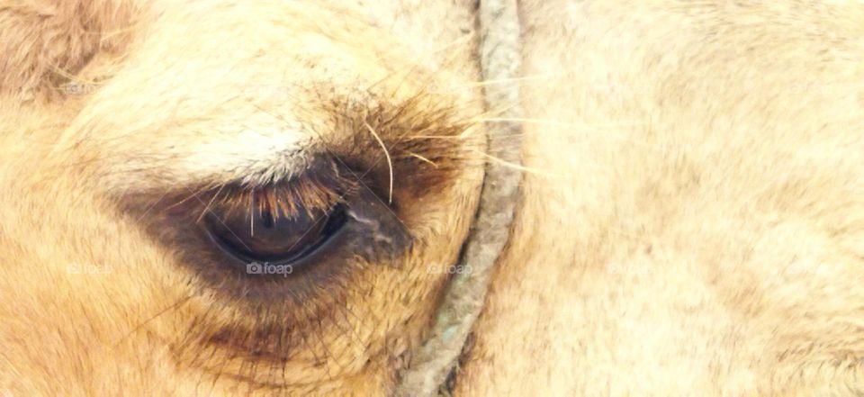 camel's eye at essaouira city in Morocco.