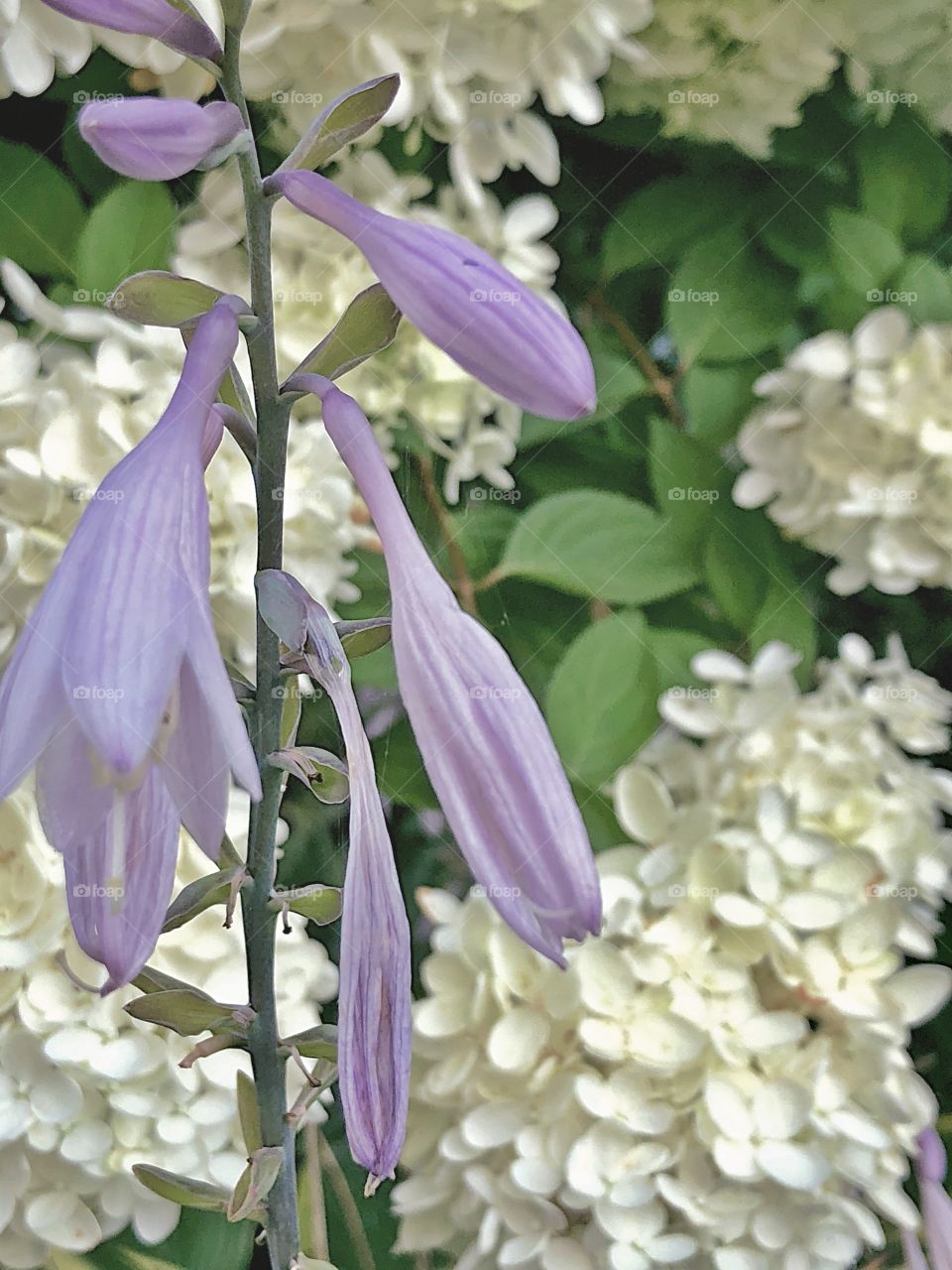 White Hydrangea in the background, light purple flowers in the foreground, blooming in a backyard in Rhode Island during summer season.