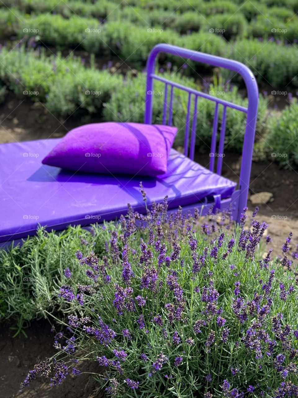 Purple bed and pillow on a lavender field