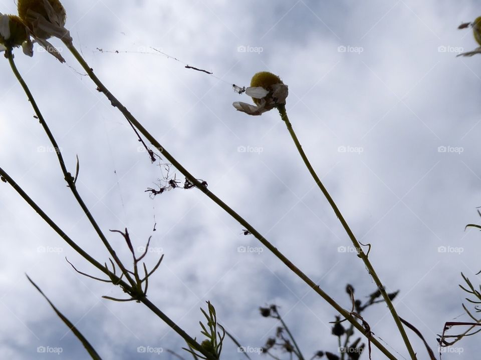 chamomile Baltic Sea 