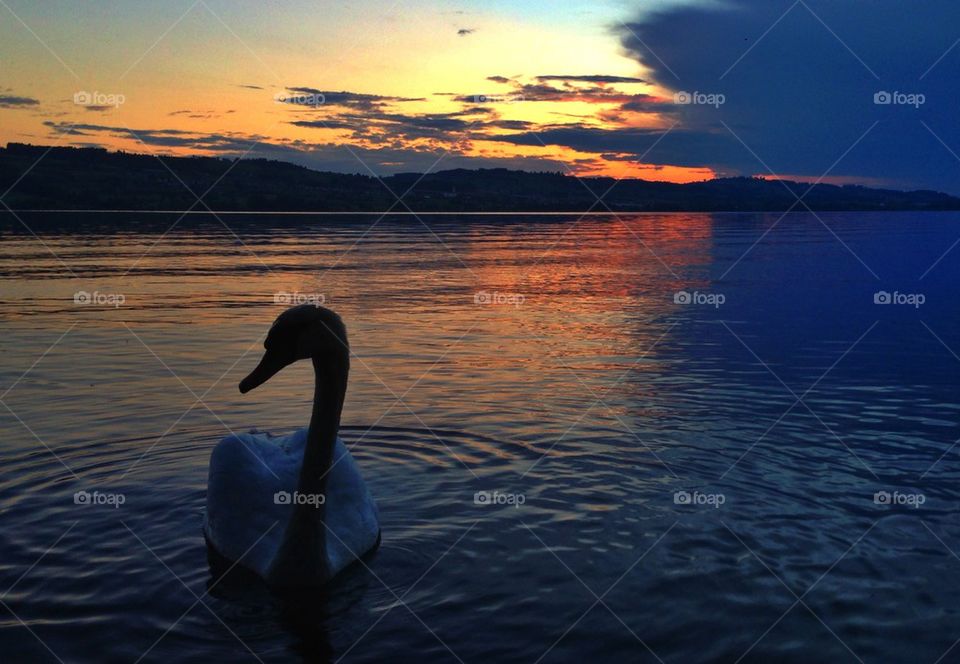 Silhouette of  bird at sunset