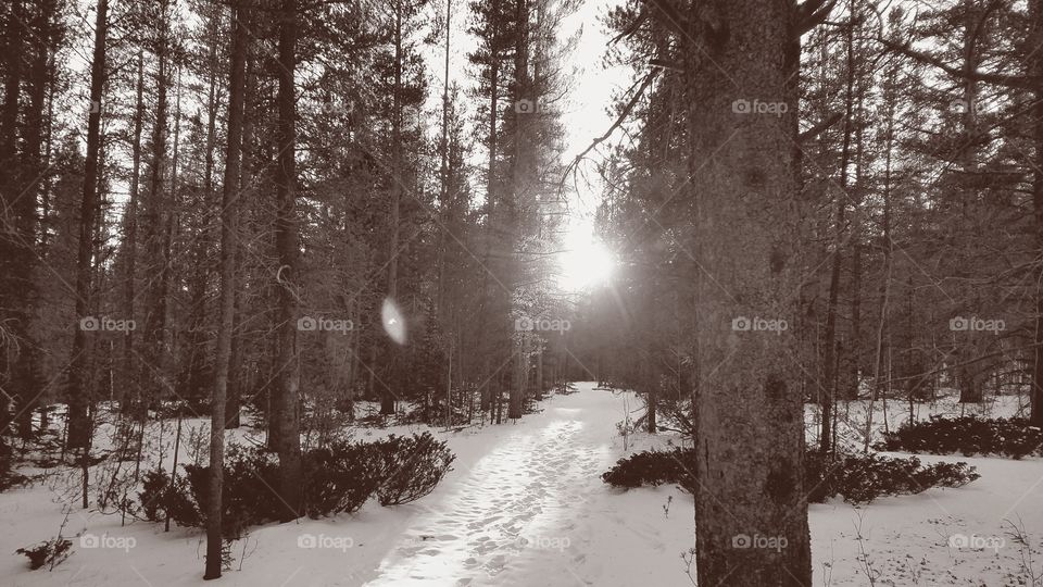 Vintage Snowy Trail