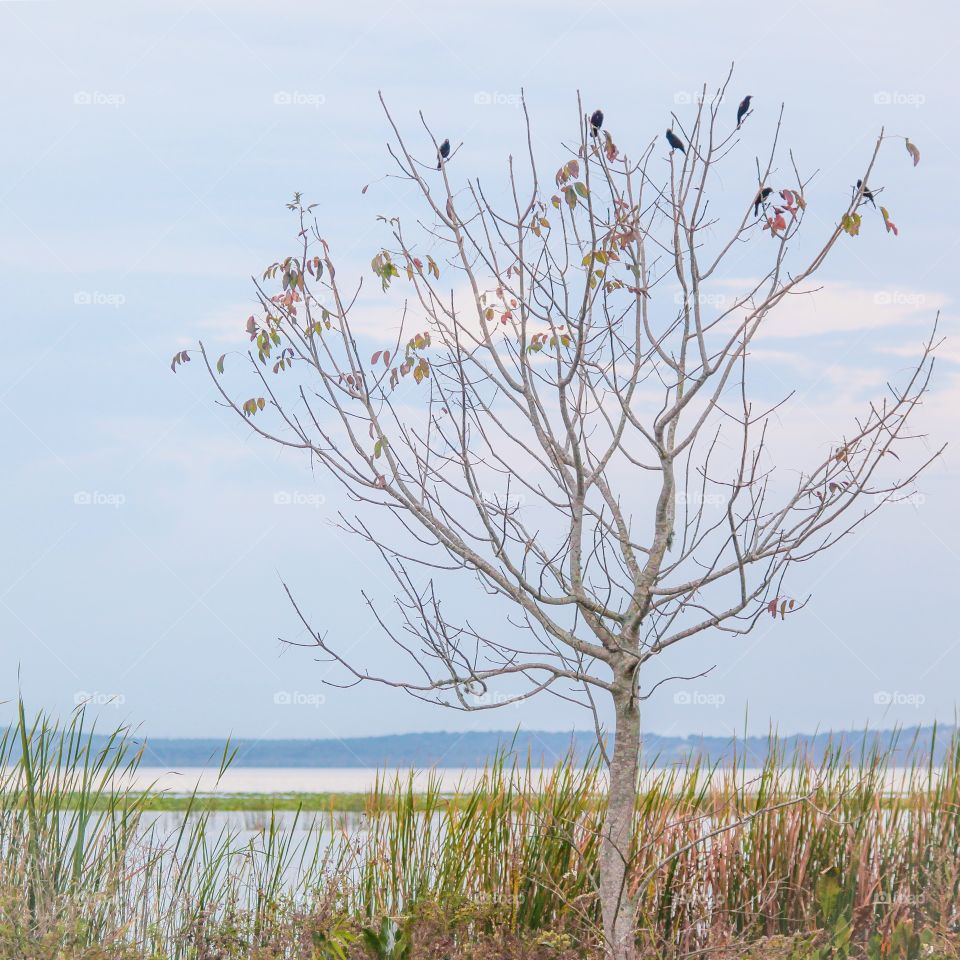 Florida Autumn