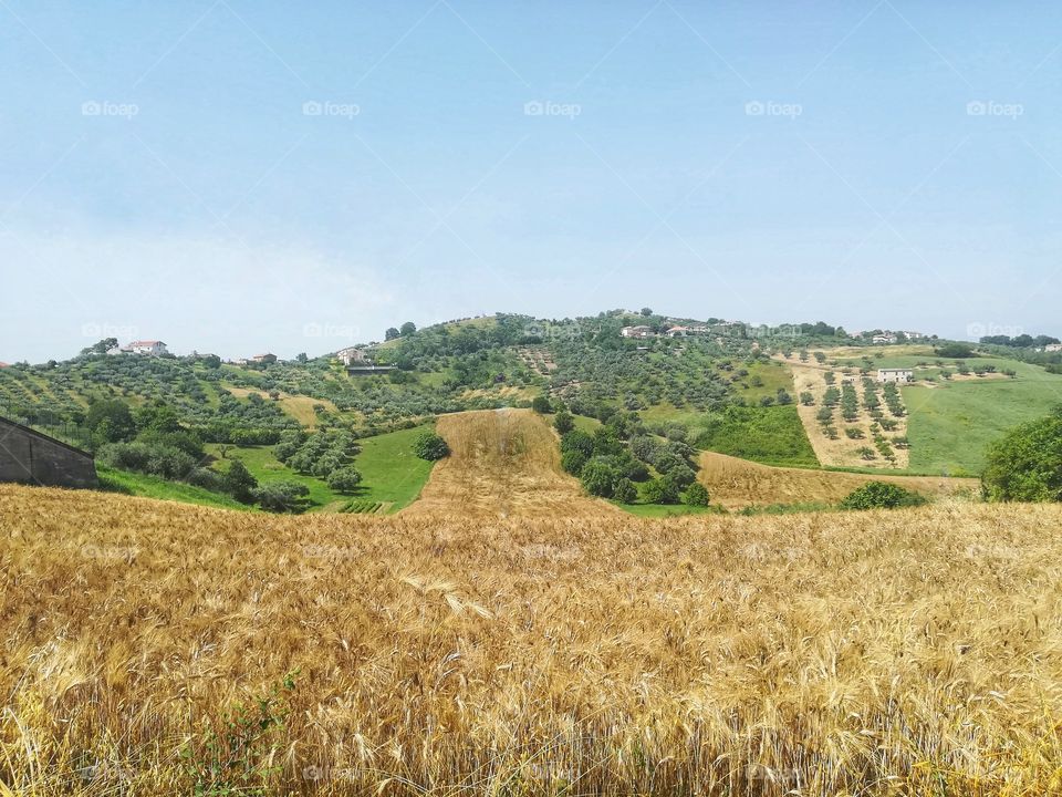 wheat field ready to harvest