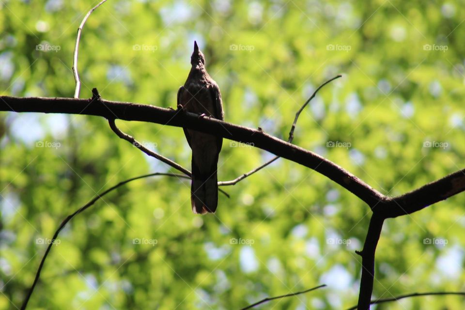 turtle doves are sunbathing
