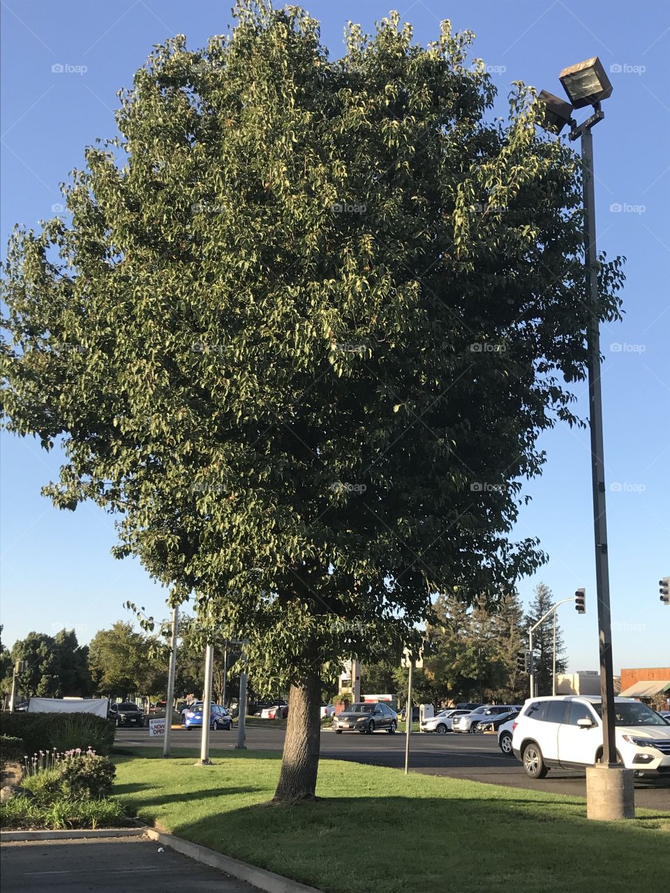 A tree and a lamp post at the parking lot during the early summer evening.